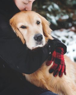 Advantages:
1. Beautiful appearance, especially coat color.
2. Friendliness and lack of aggressi ...