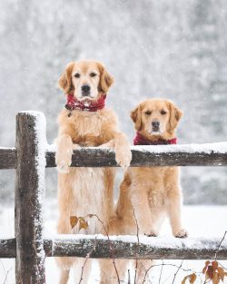 Until the age of three, the Golden behaves like a small puppy, plays, and frolics tirelessly.