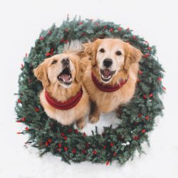 The favorite of the President of America D. Ford was the golden retriever Liberty. 