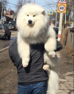 These furry friends are naturally smart, as they are used to interacting with people at work and ...