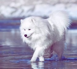 Has a good-natured, easygoing, and sociable disposition- is a good companion for children- can b ...