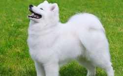 Does not require a special diet and dietary menu- by nature has health and stamina. 