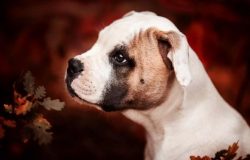 During molting, the American Bulldog has a lot of hair left, so it is recommended to brush the d ...