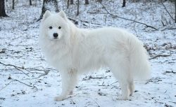 Has weak guarding instincts- likes to howl and bark- can destroy an apartment out of longing for ...