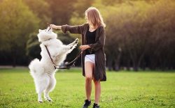 Learns only with the right motivation- requires careful grooming- sheds profusely- it’s ex ...