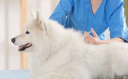 As true natives of the North, Samoyed Laikas are strong, hardy, have good immunity, and relative ...