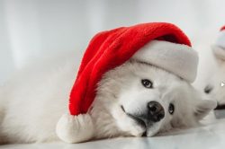 The official name of the breed is Samoyed dog or Samoyed. The rest of the epithets: “Samoy ...