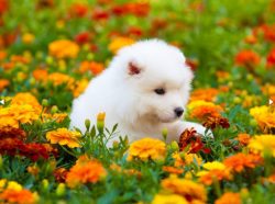 Before buying a puppy, prepare his future housing, provide a bed, bowls for food and water, a le ...