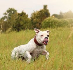 Purebred American Bulldogs can only be found in proven nurseries. The breeder must present, upon ...