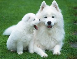Even an average-sized four-legged friend needs a separate area not only for sleeping and eating. ...