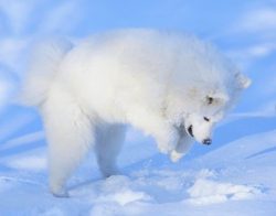 The Samoyed is in the recent past a working dog, and not overactive, but long and regular exerci ...