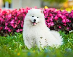 Despite the fact that the size of an adult Samoyed husky allows you to keep it both in a private ...