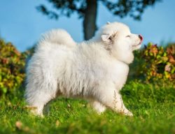 Despite the relative freedom of the dog in an enclosure, you still have to play with it, since t ...