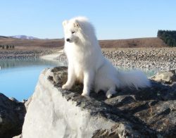 Samoyeds molt twice a year, but those who live in an apartment can “renew their wardrobe&# ...