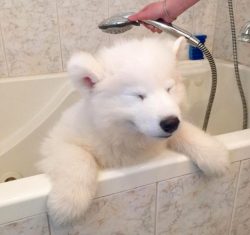 The most difficult thing, especially for an inexperienced dog breeder, is to take care of the Ar ...