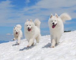 These smiling companions perceive the human family as their flock, therefore, for a successful u ...