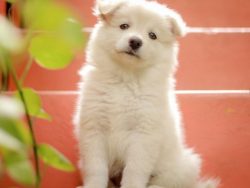 Violence against the Samoyed is unacceptable – it will hurt the pride of the pet and make  ...