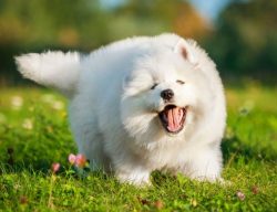 Samoyeds are smart, and if they find a weakness in the character of the owner, they will activel ...