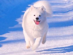 Samoyeds are stubborn but reckless. When lessons are perceived as fun, they will quickly acquire ...