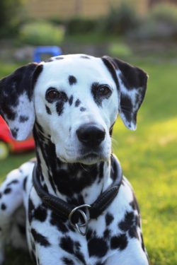 It is the inner closeness to horses, and the lack of fear of them, that made Dalmatians the most ...