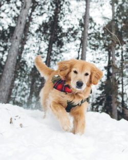 Golden Retrievers transfer their affection to other animals. They never provoke fights and can e ...