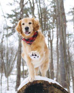 Golden Retrievers will never grin or snarl at a person, so it is difficult to imagine them as gu ...
