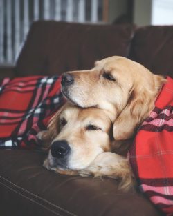They say that even when you just hug this dog, you begin to calm down, there is so much positive ...