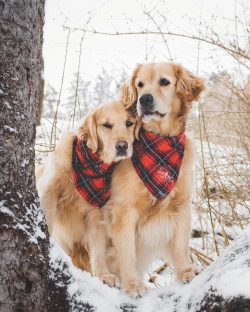  We can say that if you decide to buy a golden retriever, you will always have a soft “ves ...