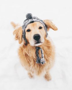 These dogs perfectly feel the mood of the owner and any person.