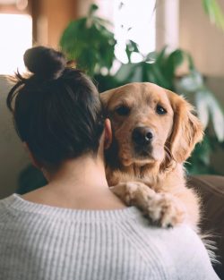 By their presence, they calm people down, relieve stress, eliminate aggressive behavior.