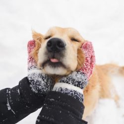 It is difficult to find a person who would not like communication with these interesting dogs.
 