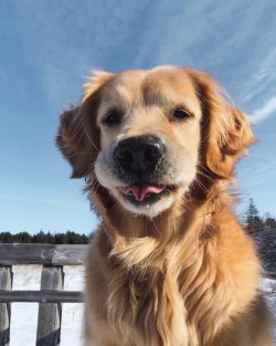 It is difficult to find a person who would not like communication with these interesting dogs.
  