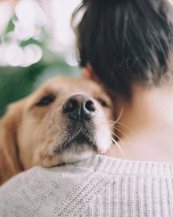 Only positive opinions can be heard about the nature of the Golden Retriever.