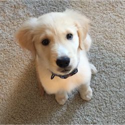 The first breeders of golden retrievers were only noble persons, which added even more noble glo ...