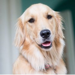 According to the mythical version, the breed originated from Russian shepherds, which were circu ...