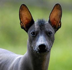 An ancient breed of dog that has the appearance of an aristocrat. 