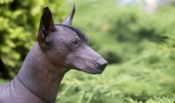 Xoloitzcuintle is a Mexican hairless dog. You will break your tongue while you say it, so the na ...