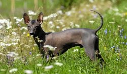 And the name of the dog is from the ancient Indians of Mexico – it was from there that thi ...