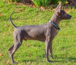 Nobody bred this breed, it just appeared on its own and adapted to certain living conditions. Su ...