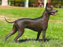 The Aztecs idolized this dog, they considered it sacred. They believed that the dog protects the ...