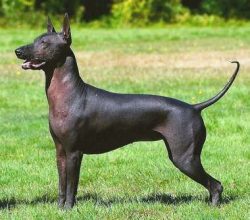 The dog is small, the weight category varies from 4 to 25 kg. 