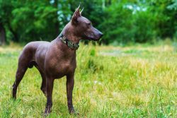 There are both naked puppies and covered with short coarse hair. Scientists have concluded that  ...