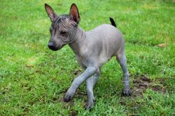 Xoloitzcuintle is an excellent companion dog, very human-oriented, temperamental. 