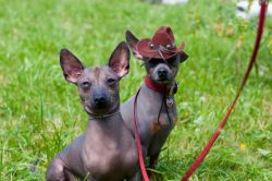 Not scary with her: these small dogs have protective qualities.