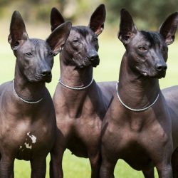 Xoloitzcuintli is an example of elegance. If you want the dog to have the appearance of an arist ...
