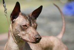 One of the treasures of Mexico is the Xoloitzcuintle or Scholoitzcuintle dog breed. 