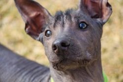 Due to the lack of hair, these animals are called “Mexican hairless dogs.” They belo ...