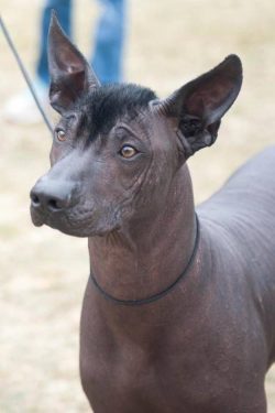 The name of the Mexican Hairless Dog sounds rather complicated. But the origin of such an unusua ...