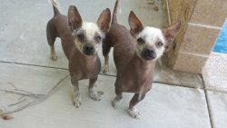 Xolo’s homeland is Mexico. The history of the Mexican Hairless Dog began over 4000 years ago. 