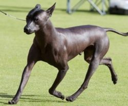 The breed is so ancient that according to some information, its representatives can be considere ...